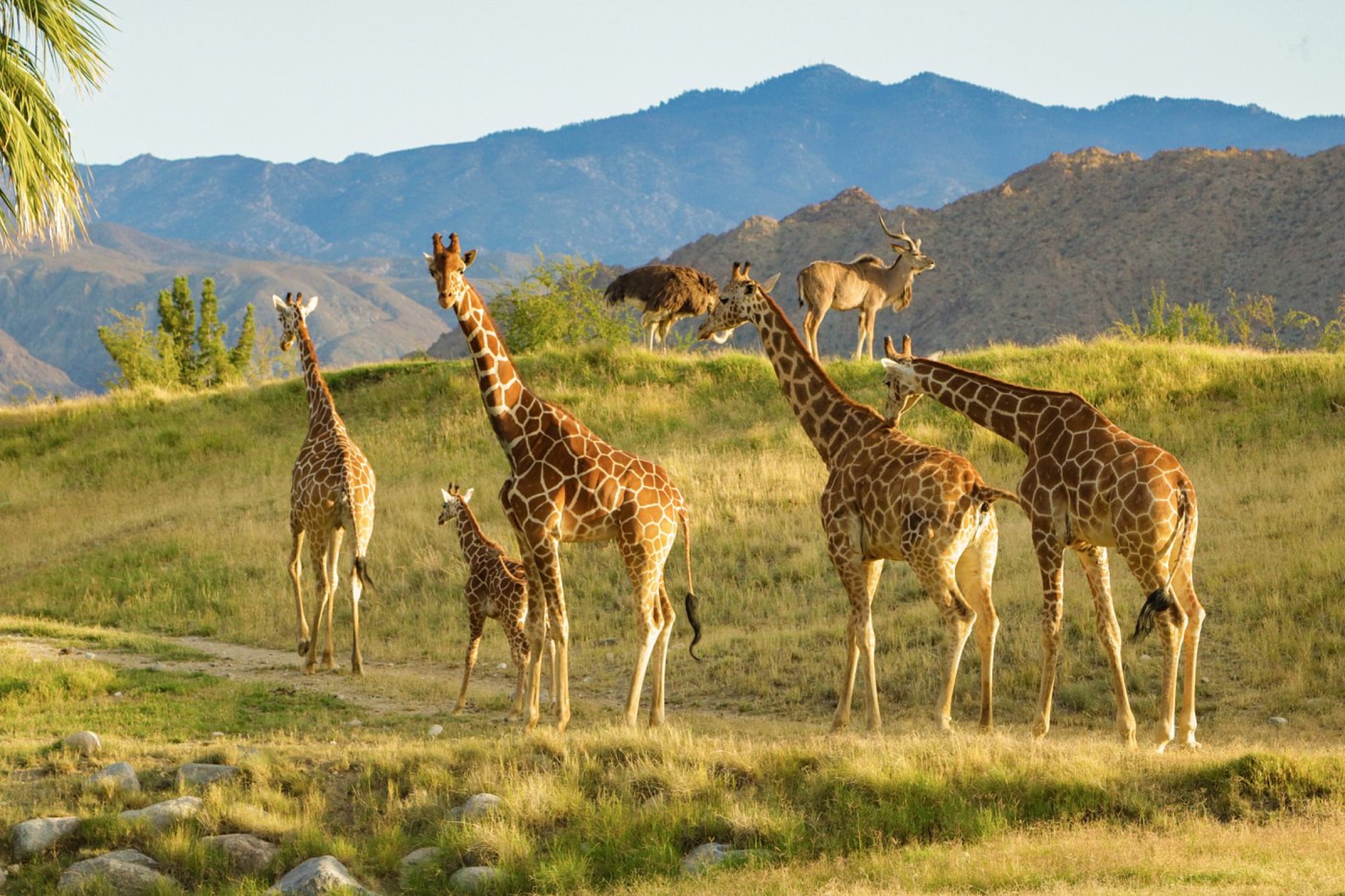 The Living Desert Zoo and Gardens in Palm Desert